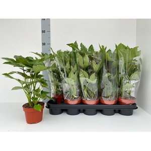 Fatsia japonica 12Ø 40cm