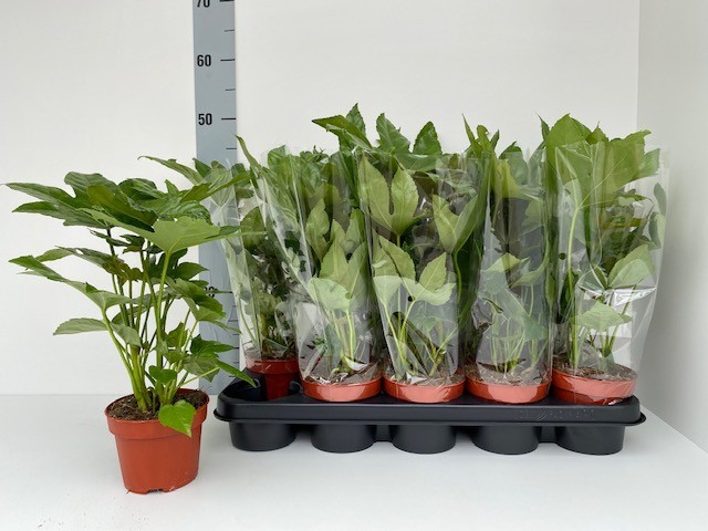 Fatsia japonica 12Ø 40cm