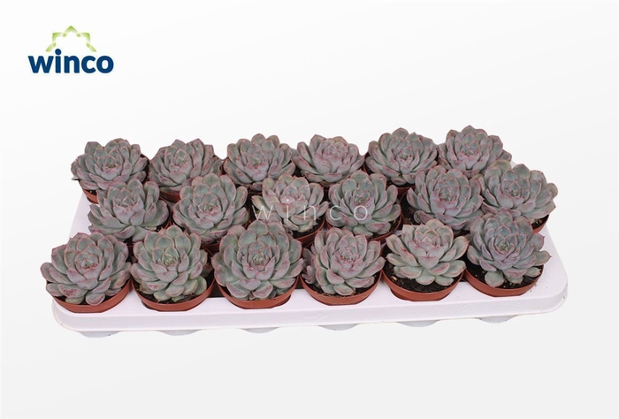 <h4>Echeveria Pulidonis Grey</h4>