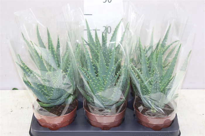<h4>Aloe Arborescens</h4>