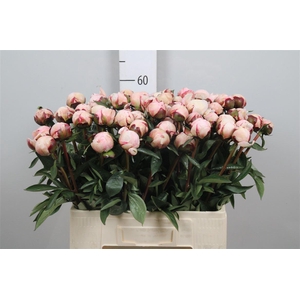 Paeo L Reine Hortens Rose