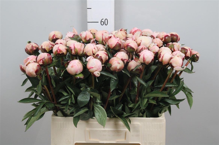 <h4>Paeo L Reine Hortens Rose</h4>