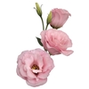 LISIANTHUS ECHO PINK 060 CM MIN 500 GRAMAS ROSA