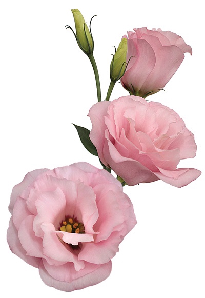 <h4>LISIANTHUS ECHO PINK 060 CM MIN 500 GRAMAS ROSA</h4>
