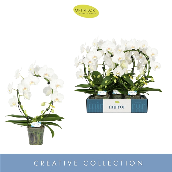 <h4>Phal 2-tak Mirror Aurora</h4>
