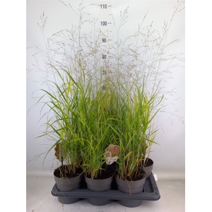 Panicum virgatum