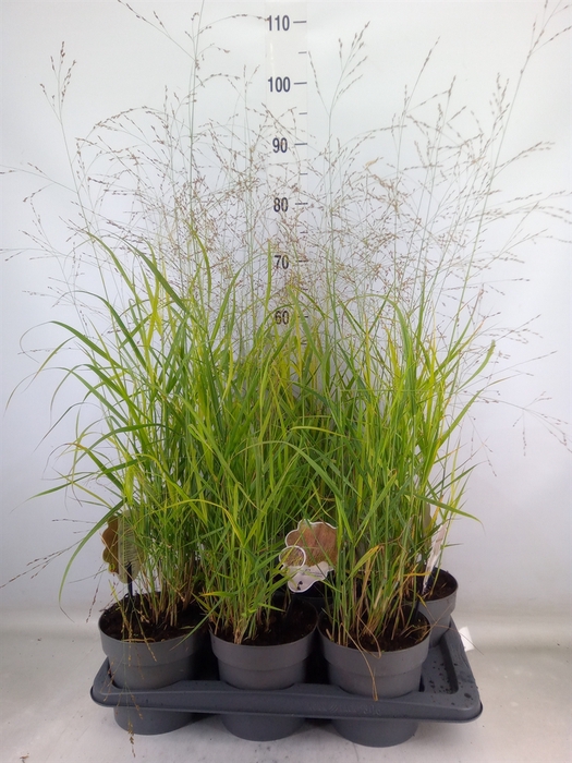 <h4>Panicum virgatum</h4>