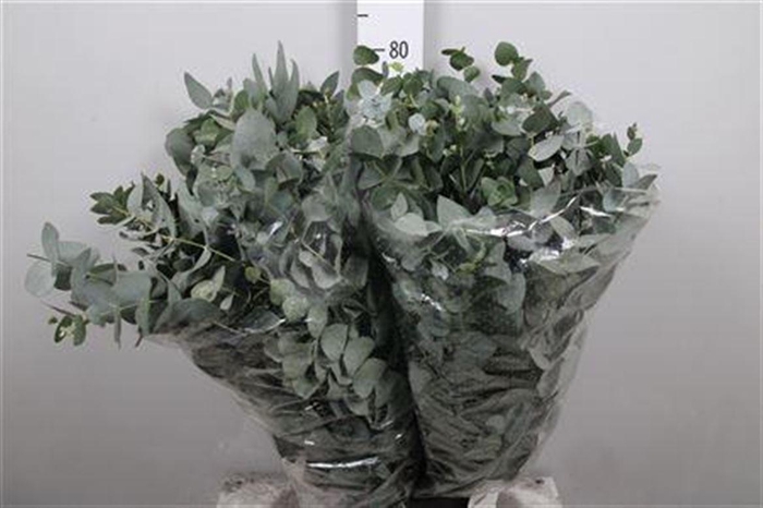 <h4>Euca Cinerea Extra</h4>