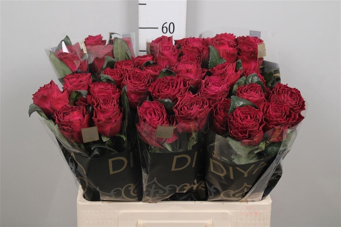 <h4>R Gr Venturoso</h4>