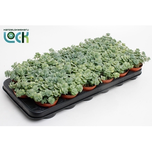 SEDUM SIEBOLDII
