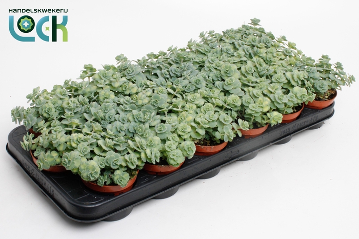 <h4>SEDUM SIEBOLDII</h4>