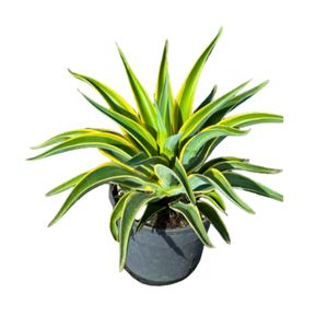 Agave overig