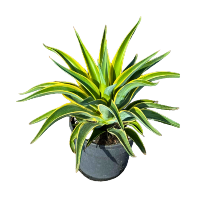 <h4>Agave overig</h4>