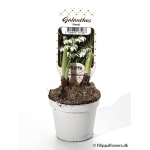 GALANTHUS NIVALIS