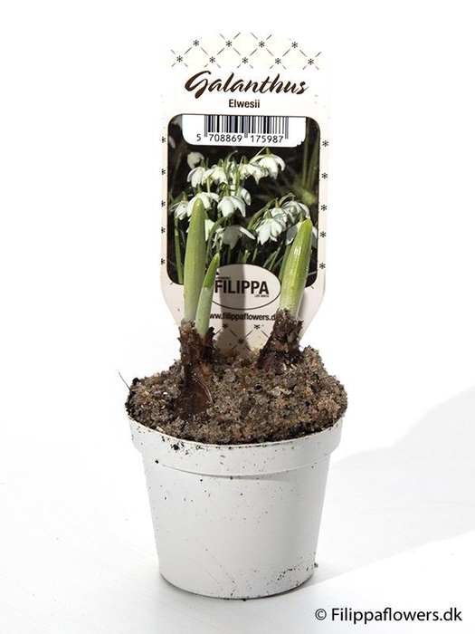 <h4>GALANTHUS NIVALIS</h4>