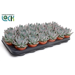 Echeveria Pulidonis