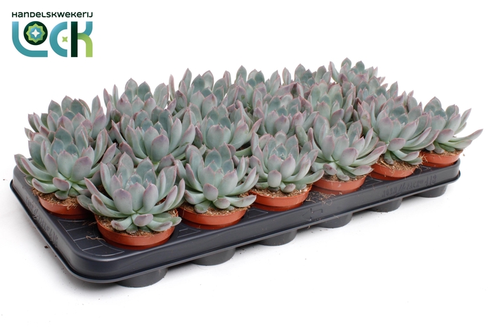 <h4>Echeveria Pulidonis</h4>
