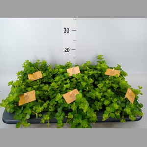 Peperomia rotundifolia