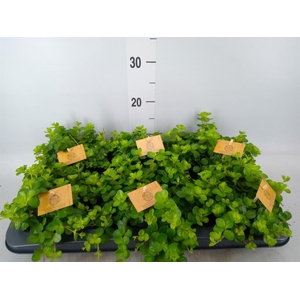 Peperomia rotundifolia