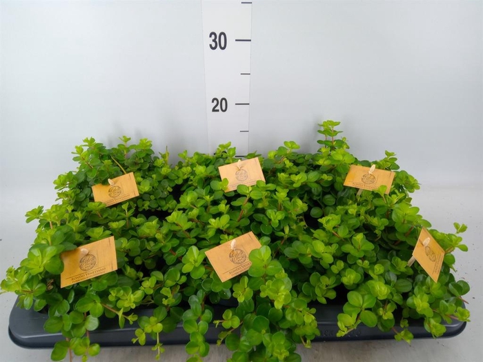 <h4>Peperomia rotundifolia</h4>