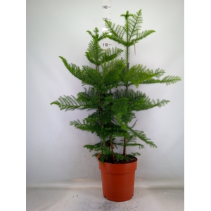 Araucaria heterophylla
