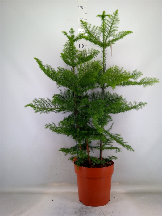 <h4>Araucaria heterophylla</h4>