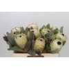 Protea Barbigera Ice Queen Air