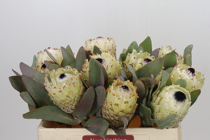 Protea Barbigera Ice Queen Air