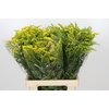 Solidago Golden Glory