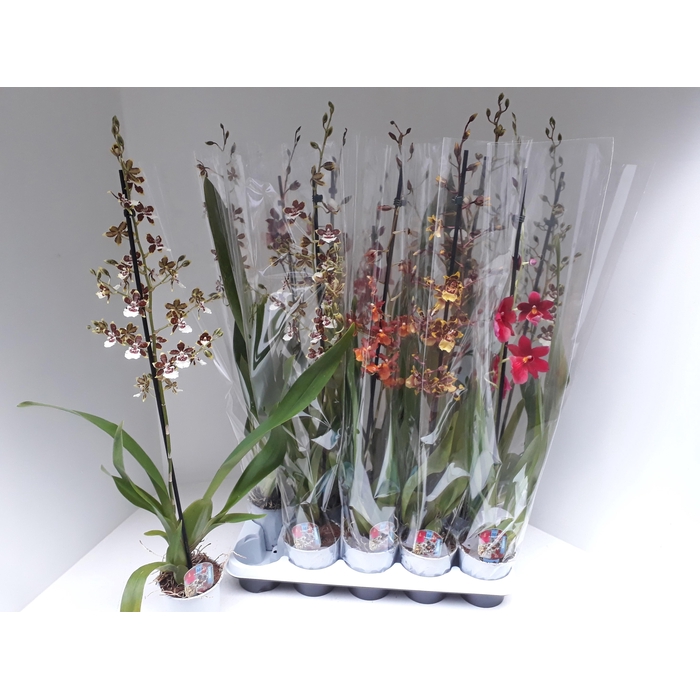 <h4>CAMBRIA GRP GEM</h4>