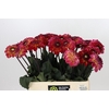 Dahlia Dancing Don