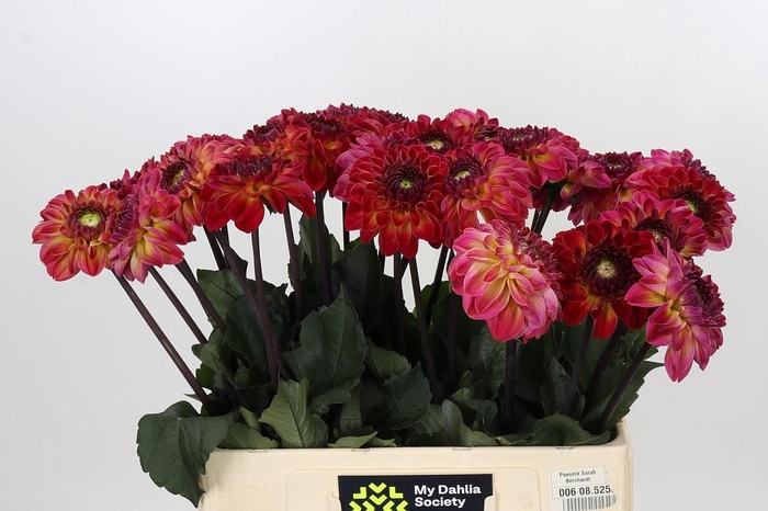<h4>Dahlia Dancing Don</h4>