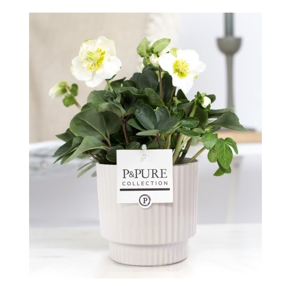 <h4>1st class Helleborus "Xmas C." in P&PURE Ivy cer. shiny white</h4>