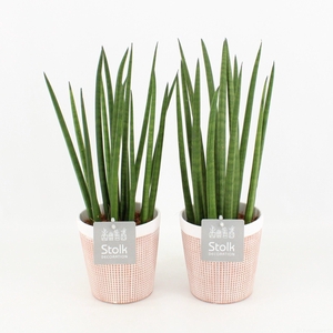Sansevieria Cylindrica in Terracotta