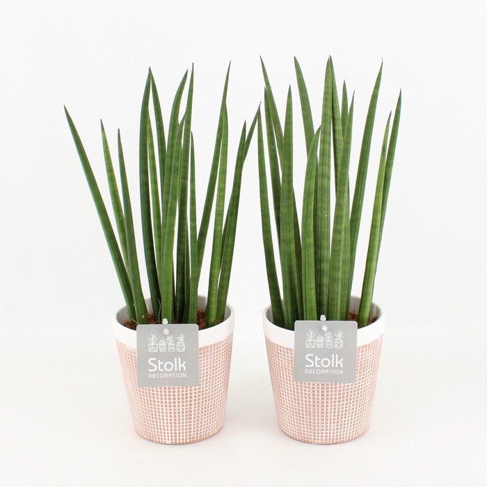 <h4>Sansevieria Cylindrica in Terracotta</h4>