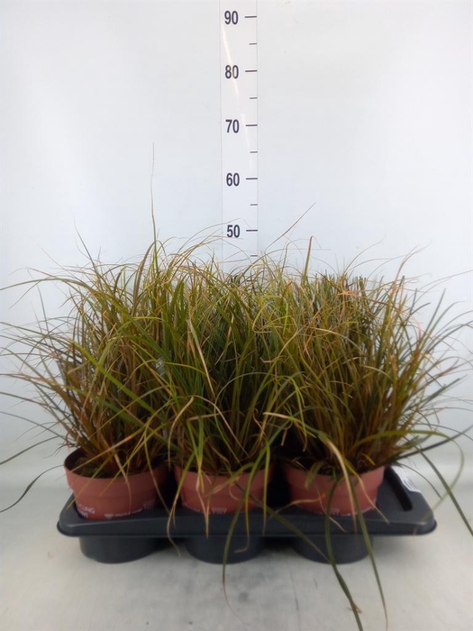 <h4>Uncinia rubra</h4>