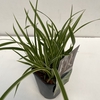 Carex 'Ice Dance' P13