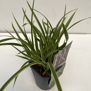 Carex 'Ice Dance'