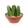 CACTUS EUPHORBIA MANDACARU C32 VARIADO
