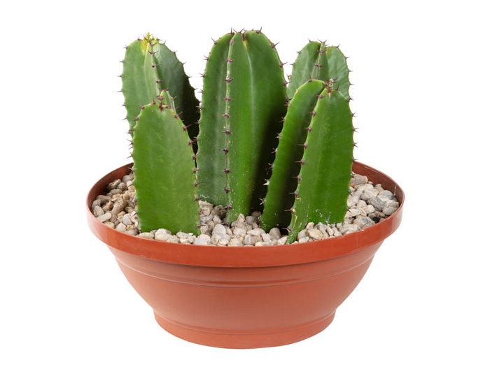 CACTUS EUPHORBIA MANDACARU C32 VARIADO
