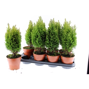 Chamaecyparis law. 'Ellwood's Gold'