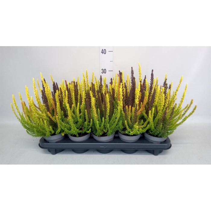 <h4>Calluna vulg. 'Skyline'   ...mix 3</h4>