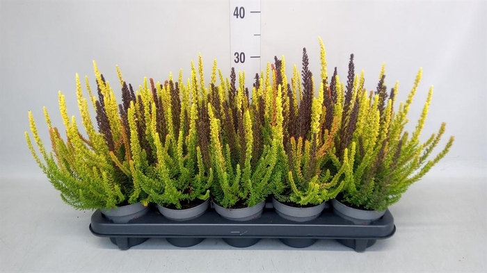 Calluna vulg. 'Skyline'   ...mix 3