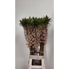 EUCOMIS GVR XL