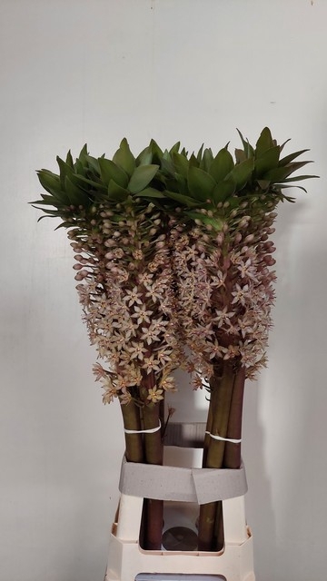 EUCOMIS GVR XL