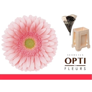 Gerbera Romella Water / Hoes