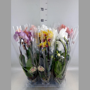 Phalaenopsis  'Elegant Cascade'