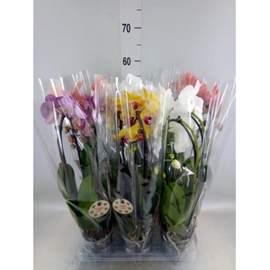 Phalaenopsis  'Elegant Cascade'