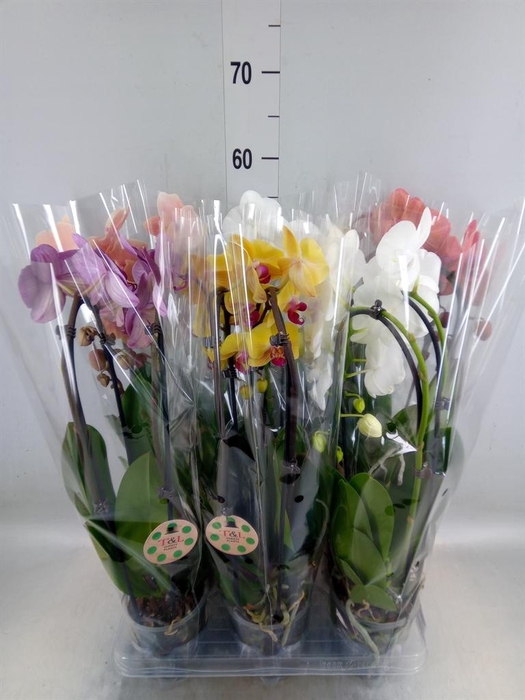 <h4>Phalaenopsis  'Elegant Cascade'</h4>