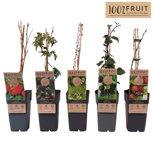 Fruit trees and shrubs   ...